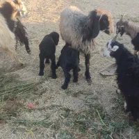 شیشک فروشی|حیوانات مزرعه|پاسارگاد, |دیوار