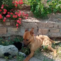 سگ نگهبان