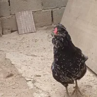 تخم گلین لری