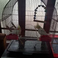 2عددعروس هلندی|پرنده|رشت, ترمینال|دیوار