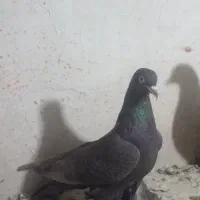 کفتر ماده‌دار(باش کستی)