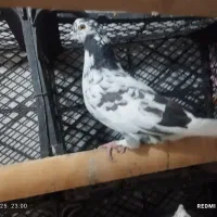 کفتر غریب|پرنده|گیلوان, |دیوار