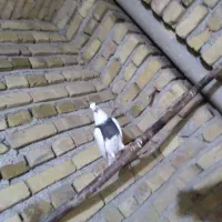 طوقی خرمایی کاکولی ماده|پرنده|رزن, |دیوار