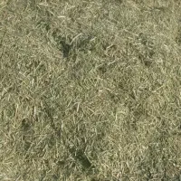 علف کوهی گزره لو شین