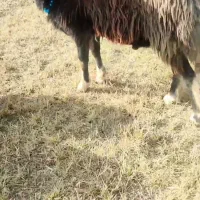 باسلام|حیوانات مزرعه|کوراییم, |دیوار