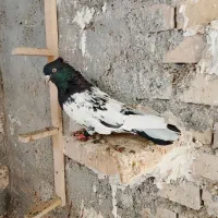 نر کله سیاه دوری سفت