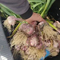 سیر همدان|خوردنی و آشامیدنی|تالش, هشتپر|دیوار