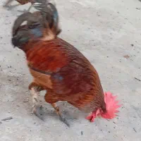 با سلام یک خروس نژاد دار اصل هیکل جوان خوشرنگ
