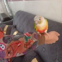 فروش گیرینجک