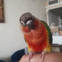 جوجه گرینچیک باقرمزی بالادستی وسخنگوخاص