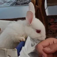 خرگوش سرحال