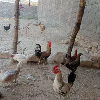 جوجه محلی اصل تر تمیز|حیوانات مزرعه|دهدشت, |دیوار