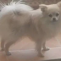 سگ پامرانین