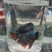 گوارامی فایتر زبرا اکواریوم انجل