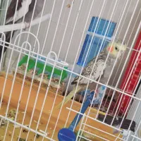 پرنده|پرنده|بافت, |دیوار