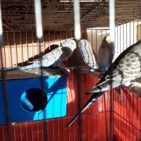 مرغ عشق بالغ و قابل جفتگیری|پرنده|تهران, سازمان برنامه جنوبی|دیوار