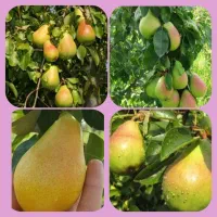 جشنواره پاییزی فروش درخت و نهال بزرگ|گل و گیاه طبیعی|مشهد, خواجه ربیع|دیوار