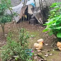 مرغ پاپری با جوجه|حیوانات مزرعه|آستانه اشرفیه, |دیوار