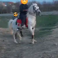 اسب سفید نریان