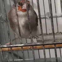 سهره گلبسر هم دهن خودش هم سهره