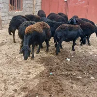 ۱۴ عددگوسفند