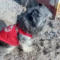 شیتزوتریردورگه