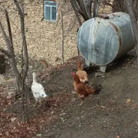 مرغ و خروس لاری|حیوانات مزرعه|سروآباد, |دیوار