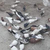 حیوون رنگه|پرنده|سبزوار, امیر کبیر|دیوار