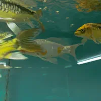 آکواریوم،لوازم جانبی و انواع ماهی‌های زینتی|ماهی|گنبد کاووس, |دیوار