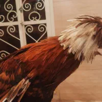 باسلام یه مرغ درشت با دوخروس