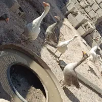 غاز|حیوانات مزرعه|مشگین شهر, |دیوار