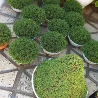 سبزه|گل و گیاه طبیعی|کوهدشت, |دیوار