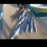 ماهیگیری تفریحی با قایق|ماهیگیری|چابهار, |دیوار