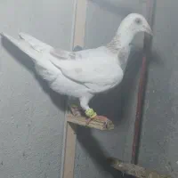 ماده خط دار جوانه