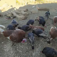 بوقلمون فروشی