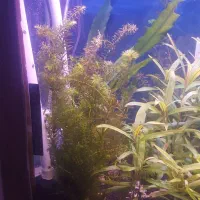 گیاه اکواریوم