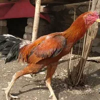 معاوضه خروس