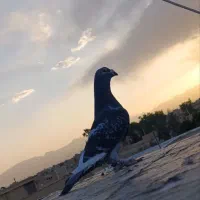 یک جفت مسافت بلند