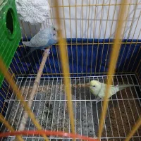 ۱ جفت مرغ عشق