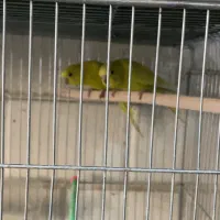 سه عدد مرغ عشق|پرنده|خرم‌آباد, |دیوار