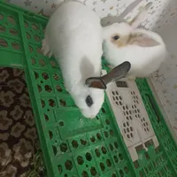 خرگوش