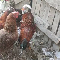 مرغ محلی و شاخدار|حیوانات مزرعه|توتکابن, |دیوار