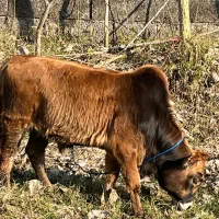 گاو دورگ همراه با گوساله نر|حیوانات مزرعه|رشت, منظریه|دیوار