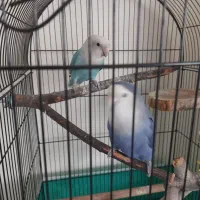 طوطی برزیلی|پرنده|کرج, مصباح|دیوار