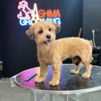 آموزش پیرایش حیوانات خانگی