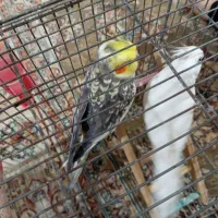 عروس هلندی|پرنده|بندرعباس, |دیوار