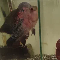 فلاور ماده بزرگ کار داده|ماهی|کرمان, |دیوار