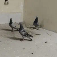 ۳تا دوبر معاوضه با طوقی .ککیلی.