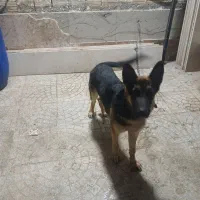 سگ ژرمن شپرد اصلی|سگ|کرج, اخگرآباد|دیوار