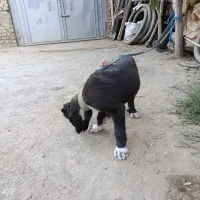 واگذاری سگ